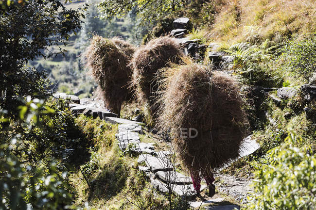 Männer tragen Grasbündel auf sonnigem Fußweg, supi bageshwar, uttarakhand, indisches Himalaya-Vorland — Stockfoto