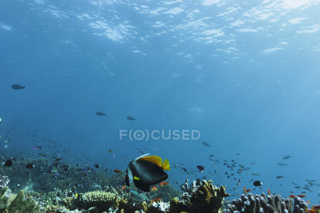 Poissons tropicaux nageant sous l'eau parmi les récifs dans l'océan idyllique, Vava'u, Tonga, Océan Pacifique — Photo de stock
