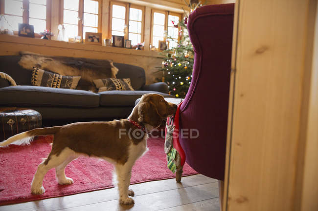 Cão bonito com meia na sala de estar de Natal — Fotografia de Stock