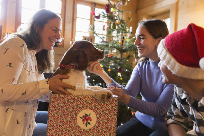 Семья играет с собакой в рождественскую подарочную коробку — стоковое фото