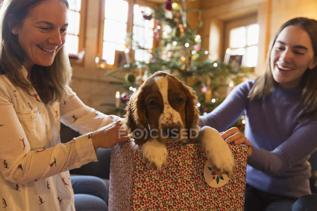 Madre e hija jugando con el perro en la caja de regalo de Navidad - foto de stock