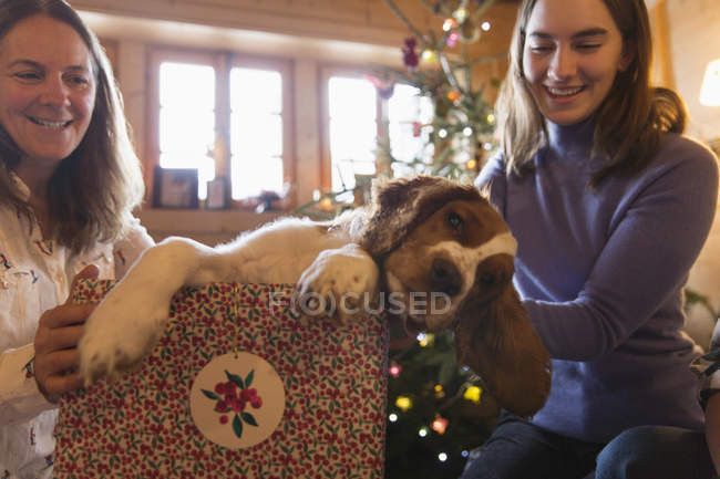 Madre e hija jugando con el perro en la caja de regalo de Navidad - foto de stock