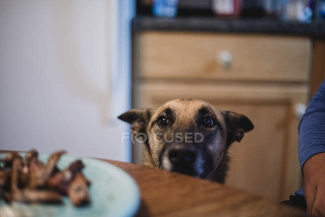 Жаждущая собака смотрит еду на тарелке — стоковое фото