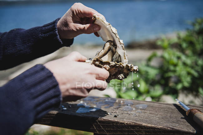 Imagen recortada del hombre abriendo cáscara de ostra fresca - foto de stock