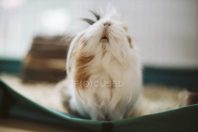 Портрет милый, длинноволосый подопытный кролик — стоковое фото