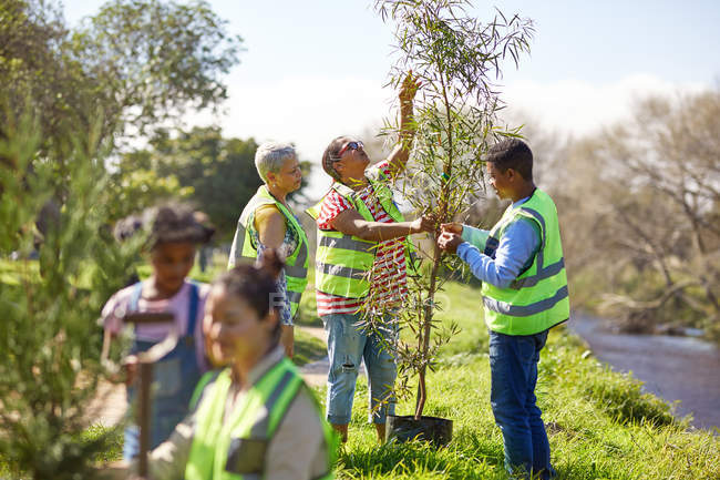 Добровольцы сажают деревья в солнечном парке — стоковое фото