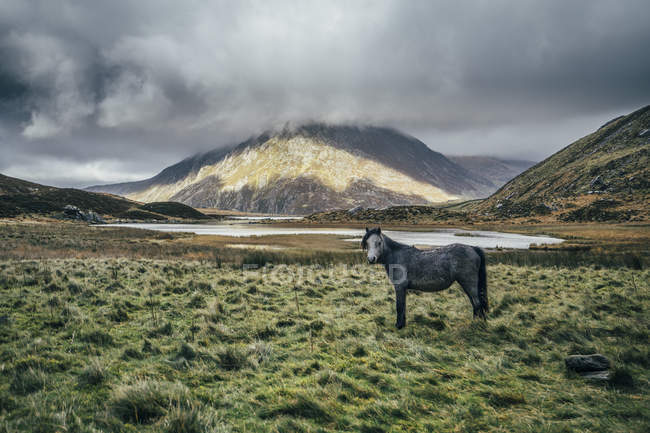 Дикі коні в спокійній, віддалений краєвид, Сноудонія Np, Великобританія — стокове фото
