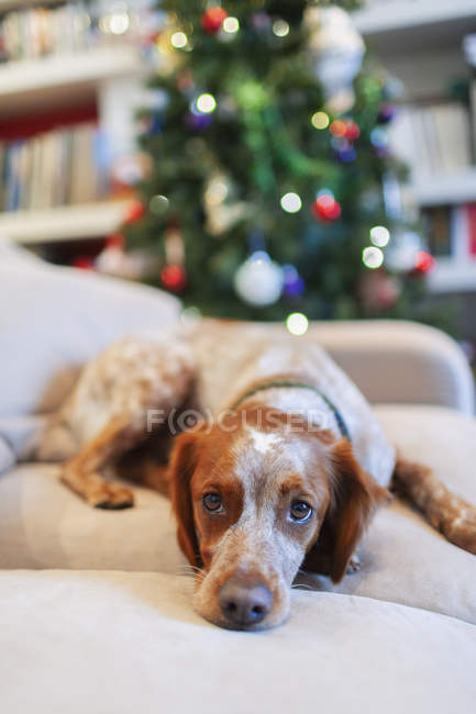 Retrato bonito cão no sofá na sala de estar com árvore de Natal — Fotografia de Stock