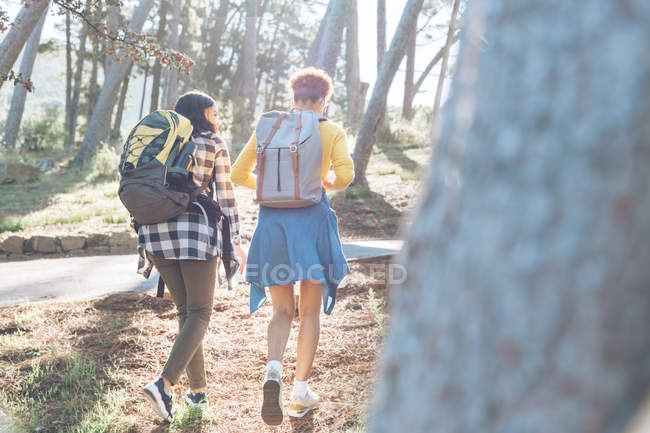 Vista trasera de amigos jóvenes con mochilas senderismo en bosques soleados - foto de stock
