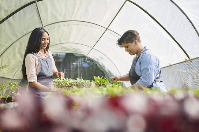 Mujeres trabajando, revisando plantones en invernadero de viveros de plantas - foto de stock
