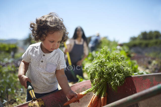 Ragazzo bambino che raccoglie carote nell'orto soleggiato — Foto stock