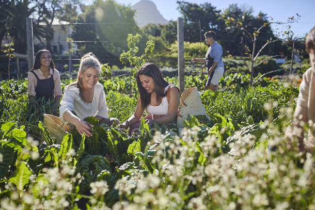 Lächelnde Frauen ernten Gemüse im sonnigen Garten — Stockfoto