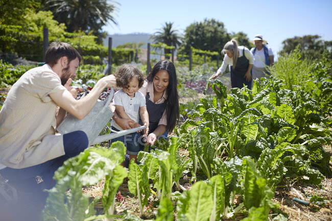 Молода сім'я поливає овочі в сонячному саду — стокове фото