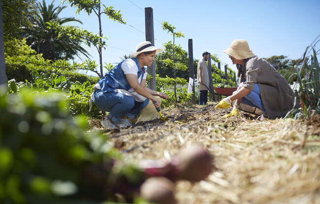 Mulheres trabalhando em horta ensolarada — Fotografia de Stock
