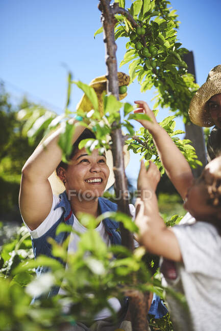 Mulher sorridente jardinagem em horta ensolarada — Fotografia de Stock