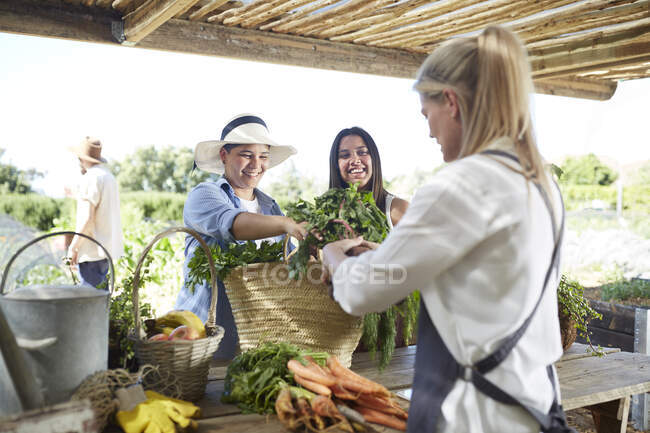 Mujeres comprando, comprando verduras en el mercado campesino - foto de stock