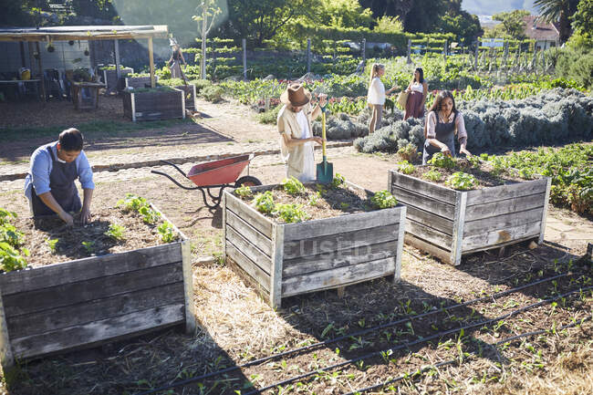 Jardinería de la gente en jardín comunitario soleado - foto de stock