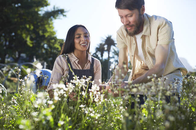 Пара ухаживающих за цветами в солнечном саду — стоковое фото