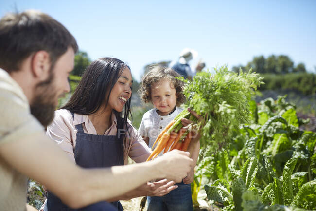 Familie erntet Möhren im sonnigen Gemüsegarten — Stockfoto