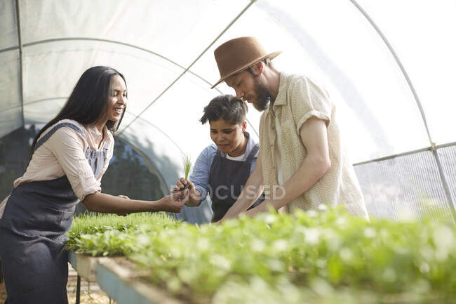 Personas que trabajan, examinando plantones en invernadero de viveros de plantas - foto de stock