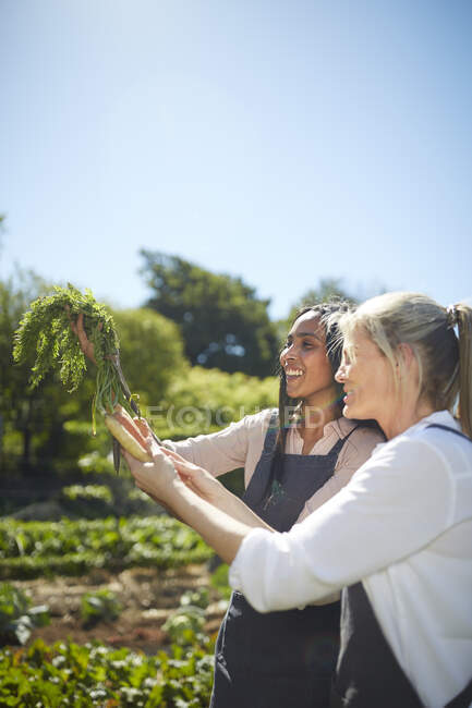 Donne sorridenti che raccolgono carote nell'orto soleggiato — Foto stock