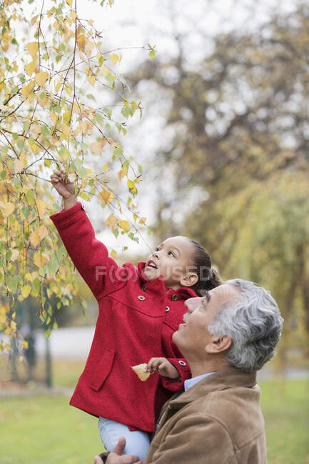Дід, що піднімає онуку, добирається до осіннього листя на дереві — стокове фото