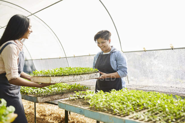 Mujeres jóvenes trabajando, llevando bandeja de cultivo en invernadero de vivero de plantas - foto de stock