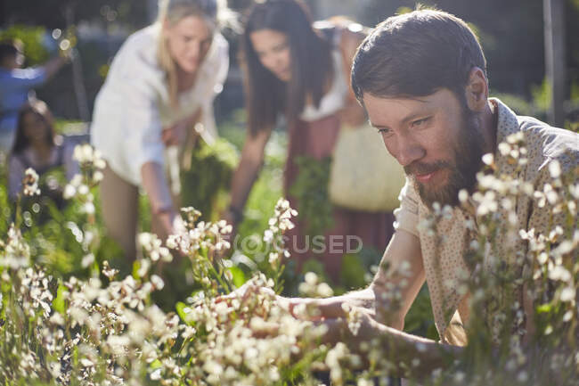 Человек смотрит на цветы в солнечном саду — стоковое фото