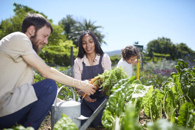 Junges Paar erntet Möhren im sonnigen Gemüsegarten — Stockfoto