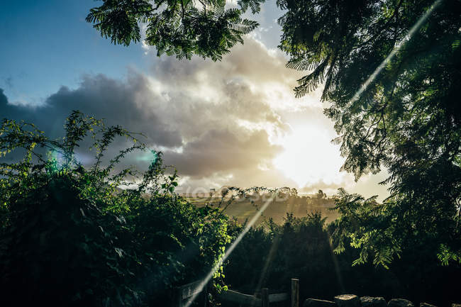 Pôr-do-sol tranquilo sobre árvores Kiama Austrália — Fotografia de Stock