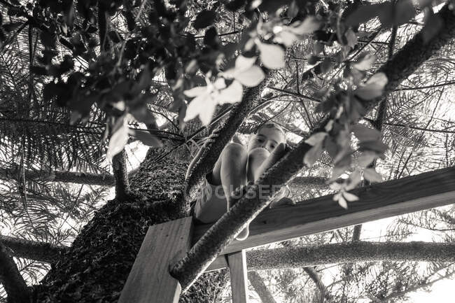 Ritratto ragazzo arrampicata albero — Foto stock