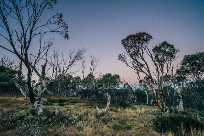 Crecen tranquilos árboles en el Parque Nacional Alpino Australia - foto de stock