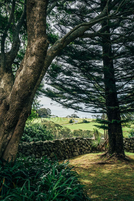 Árvores e paisagem verde idílica Kiama Austrália — Fotografia de Stock