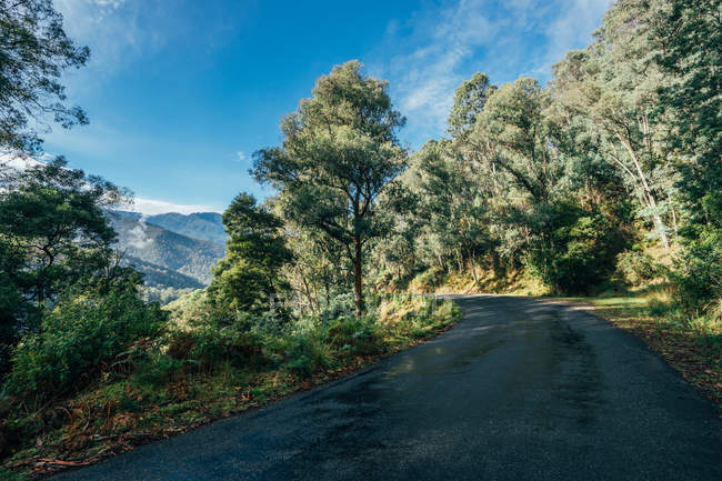 Estrada através de árvores verdes ensolaradas Kosciuszko National Park Austrália — Fotografia de Stock