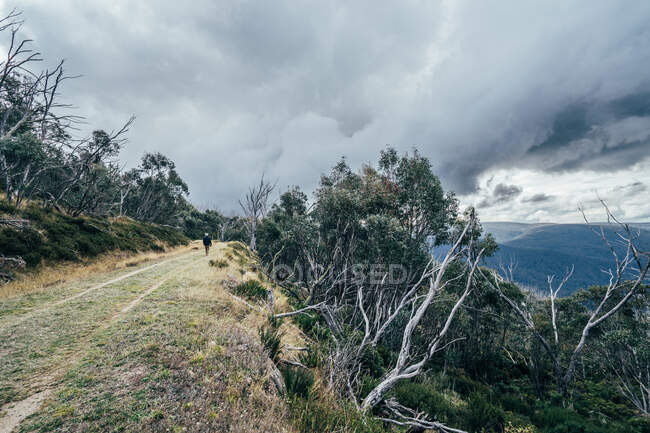 Людина йде по деревах Альпійський національний парк Австралії. — стокове фото