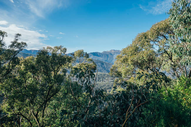 Sunny tranquil view trees and mountain Australia — Stock Photo