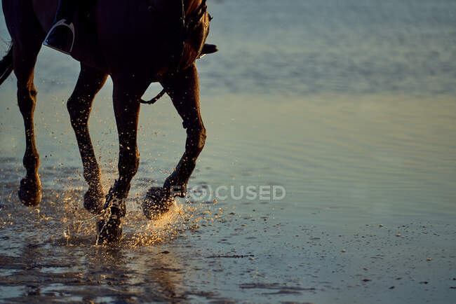 Cavallo che corre spruzzando nel surf oceano — Foto stock