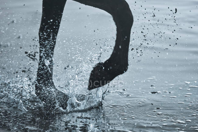 Close up horse hoof splashing in water — Stock Photo