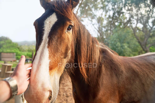 Perspectiva personal mano acariciando caballo marrón - foto de stock