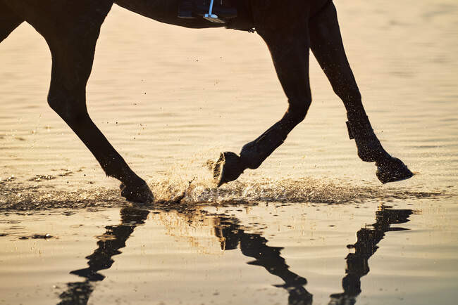 Horse hooves splashing in sunset ocean surf — Stock Photo