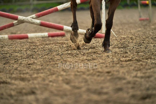 Zoccoli di cavallo calci su sporcizia nel paddock — Foto stock