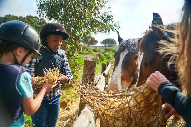 Girls feeding hay to horses at fence — Stock Photo