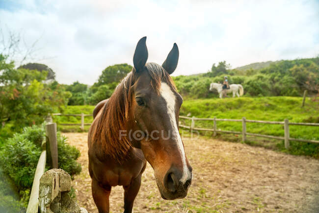 Ritratto cavallo bruno nel paddock rurale — Foto stock