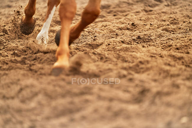 Close up horse hooves in dirt — Stock Photo