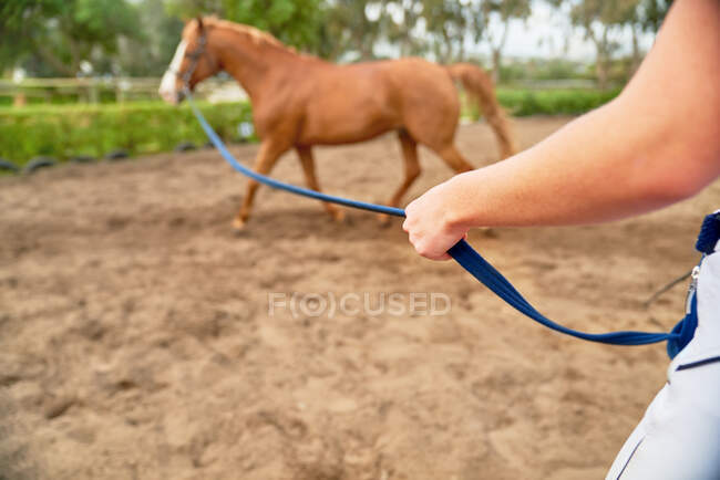 Entraînement à cheval dans le paddock rural — Photo de stock