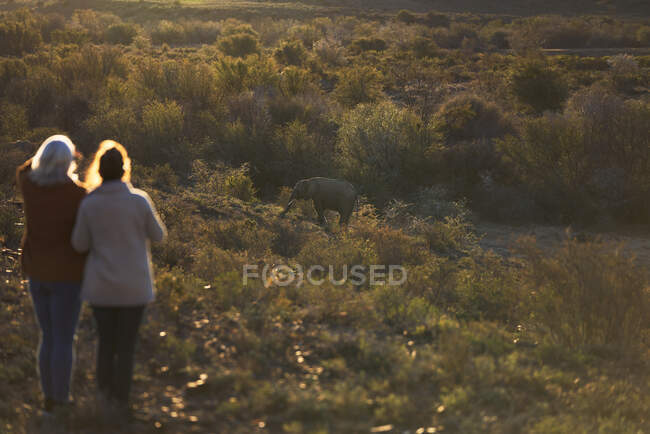 Mujeres en safari observando terneros elefantes en pastizales Sudáfrica - foto de stock