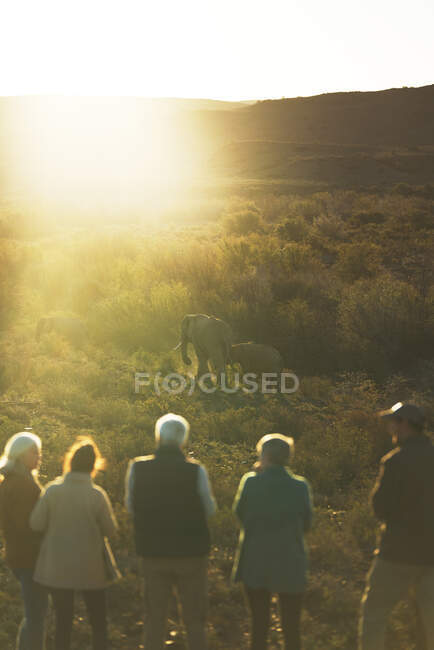 Safari-Reisegruppe beobachtet Elefanten in sonnigem Grasland in Südafrika — Stockfoto
