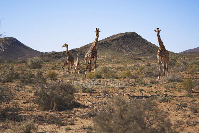 Жирафы в солнечных отдаленных лугах Sanbona Cape Town South Africa — стоковое фото