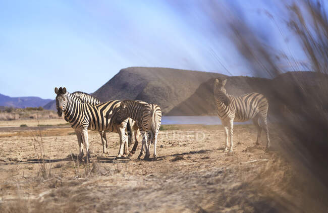 Zebre sulla riserva naturale soleggiata Sanbona Città del Capo Sud Africa — Foto stock