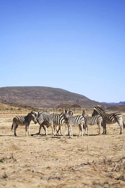 Zebras na ensolarada reserva de vida selvagem Sanbona Cape Town África do Sul — Fotografia de Stock